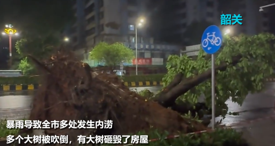 <strong>暴雨導致韶關全市多棵樹木被吹倒。（圖／翻攝《海客見聞》）</strong>