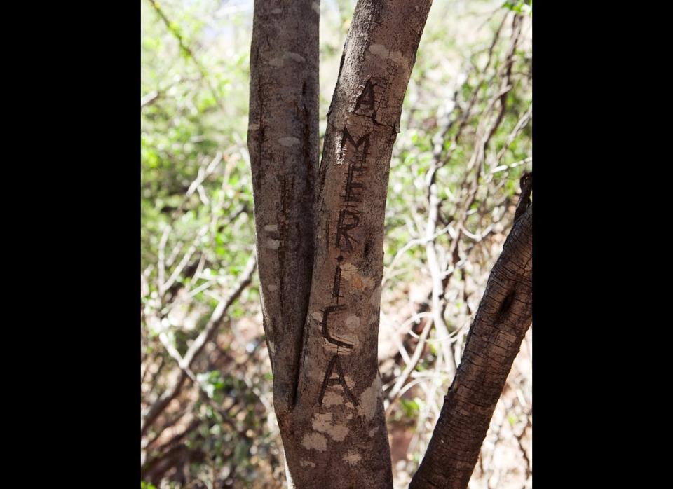 A tree carving from a migrant station in the Sonoran Desert. "America" could refer to the Mexican soccer team or the country whose undocumented labor markets routinely employ those who can make it through the deadly desert. Credit: Michael Wells, mwellsphoto.com