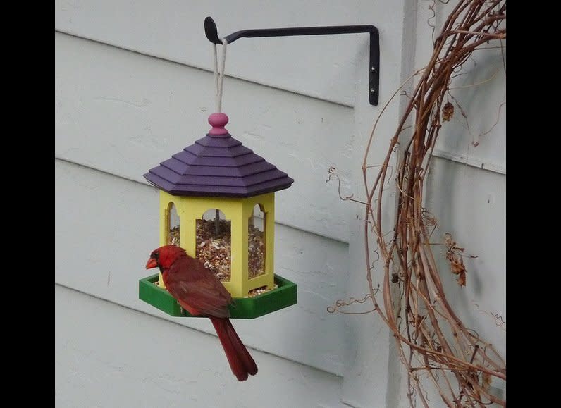 Bird feeders are a great way to dress up your garden or lawn. Plus, it is nice to sit down with a cup of coffee and watch out the window as different types of birds visit your yard. To hang a bird feeder, first choose the spot.  A southeastern area is best because birds like to eat in the sun. You'll want to hang your feeder away from trees limbs and bushes because this will keep other animals, like squirrels, from climbing up and feeding. But if you do want to suspend it from a tree, make sure to hang it at least 6 feet from the ground. Adding a <a href="http://www.birdfeeders.com/store/feeder-accessories/seed-feeders/squirrel-bafflers" target="_hplink">squirrel baffle</a> to the feeder will also prevent them from feeding. Then, just fill your feeder with wild bird seed, such as sunflower seeds or safflower, and enjoy the company!     For a full tutorial, visit <a href="http://www.birdfeeders.com/advice/bird-feeding/tips/feeder-care" target="_hplink">BirdFeeders.com. </a>