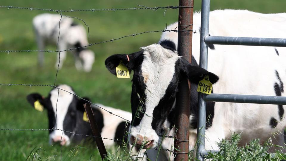 <div>PETALUMA, CALIFORNIA - APRIL 26: Cows graze in a field at a dairy farm on April 26, 2024 in Petaluma, California. The U.S. Department of Agriculture is ordering dairy producers to test cows that produce milk for infections from highly pathogenic avian influenza (HPAI H5N1) before the animals are transported to a different state following the discovery of the virus in samples of pasteurized milk taken by the Food and Drug Administration. (Photo by Justin Sullivan/Getty Images)</div>