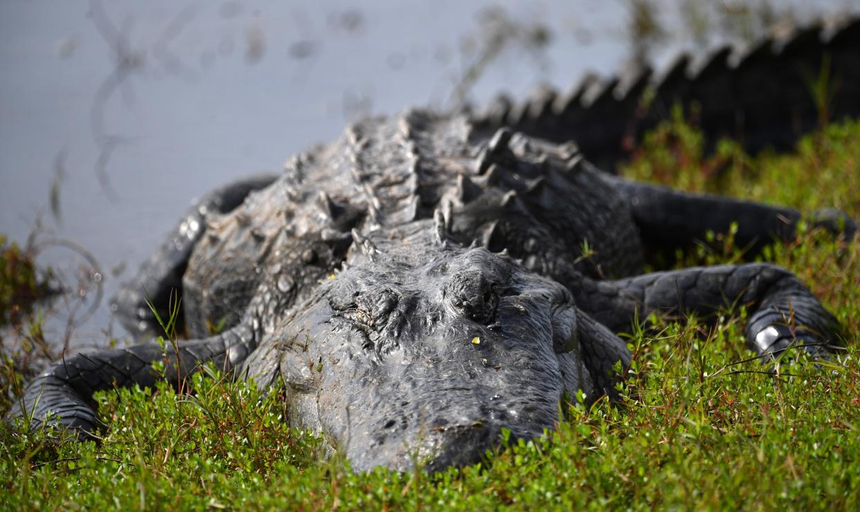 A large alligator rests along the shore at Deep Hole, a 131-foot sinkhole at the south end of Lower Myakka Lake at Myakka River State Park. The area is designated as a wilderness preserve and is limited to just 30 visitors per day.