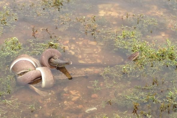 snake-eats-crocodile-australia-photos