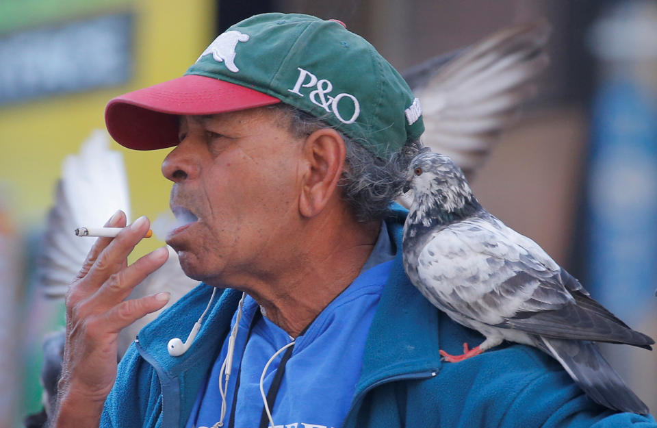 <p>A pigeon sits on the shoulder of a man as he smokes a cigarette in Sydney, Australia, May 11, 2017. (Photo: Jason Reed/Reuters) </p>