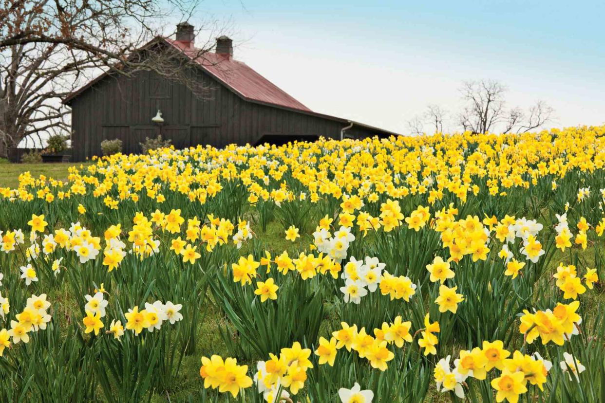 Yellow Daffodils in Field with Barn