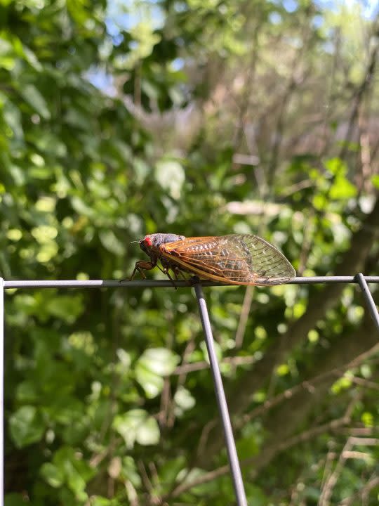 Murfreesboro cicadas