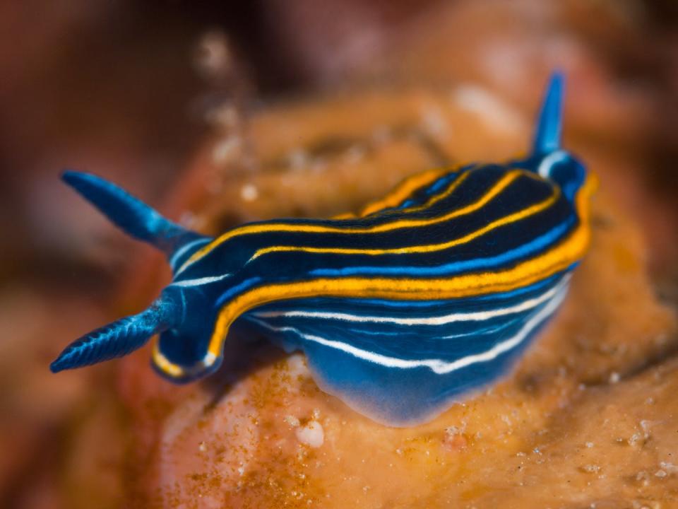 The Mediterranean nudibranch, a species of sea slug. <a href="https://www.gettyimages.com/detail/photo/mediterranean-nudibranch-royalty-free-image/1199415225?phrase=sea%20slugs%20in%20ocean&adppopup=true" rel="nofollow noopener" target="_blank" data-ylk="slk:A. Martin UW photography/Moment via Getty Images;elm:context_link;itc:0;sec:content-canvas" class="link ">A. Martin UW photography/Moment via Getty Images</a>