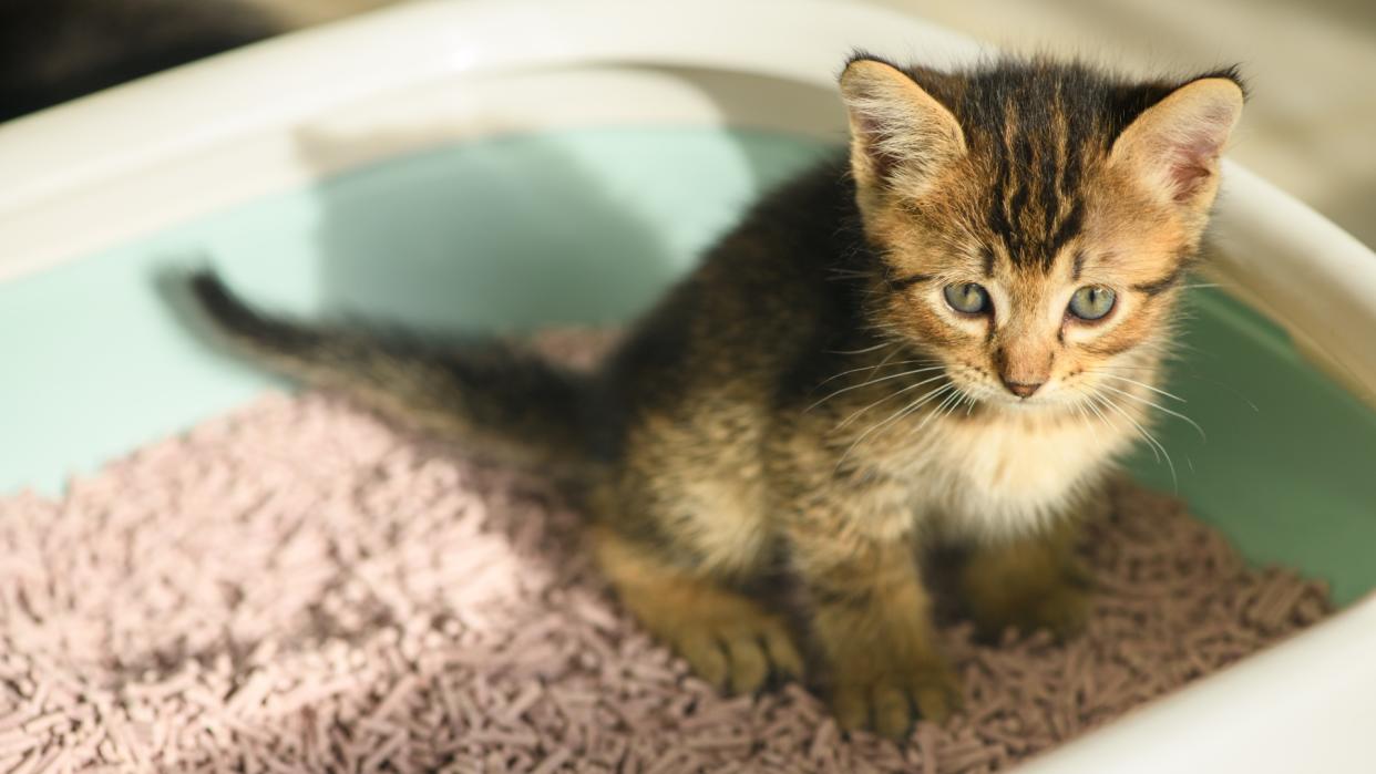 Kitten in litter box