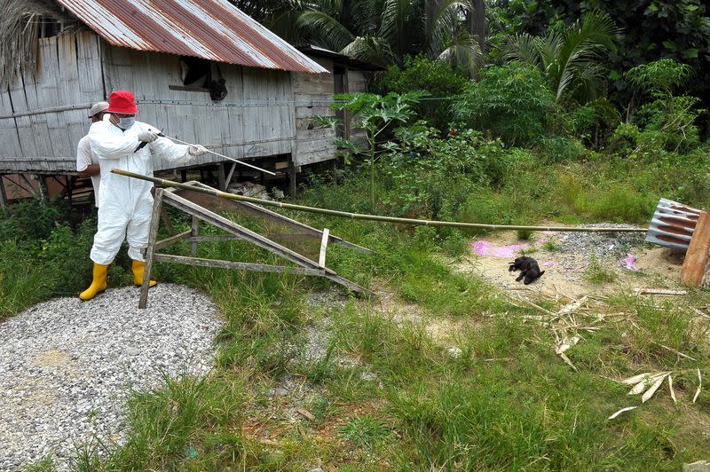 Sarawak Veterinary Services Department personnel put down a puppy showing symptoms of being infected by rabies virus in Kampung Lebor, Gedong, Serian, July 5, 2017. — Bernama pic