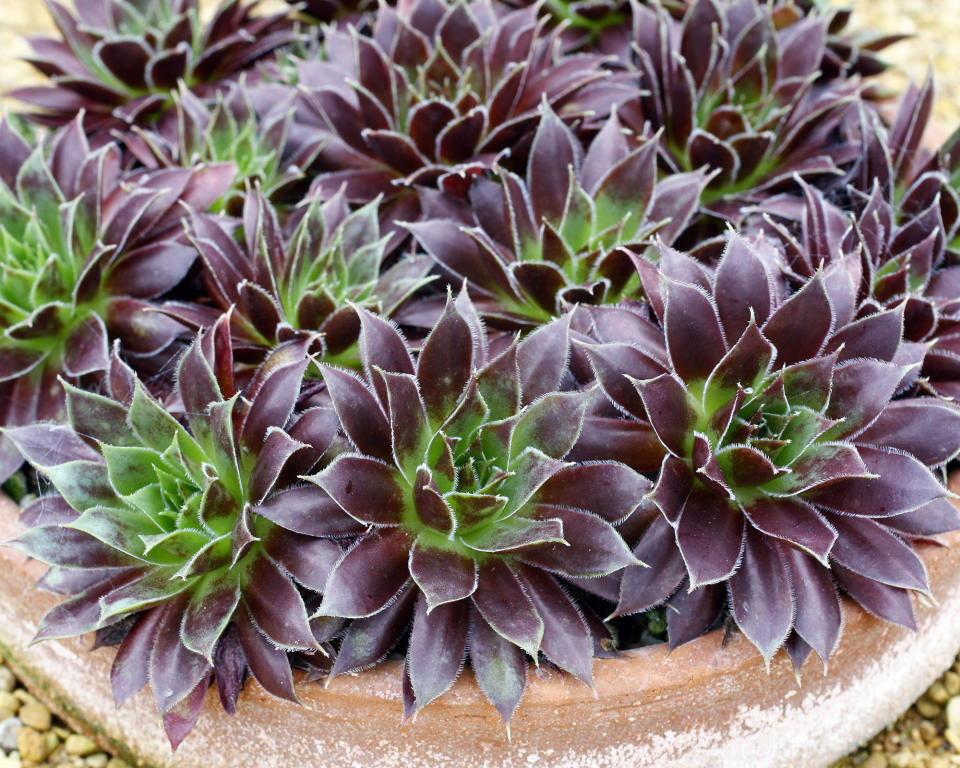 8. Sempervivum ‘Black’