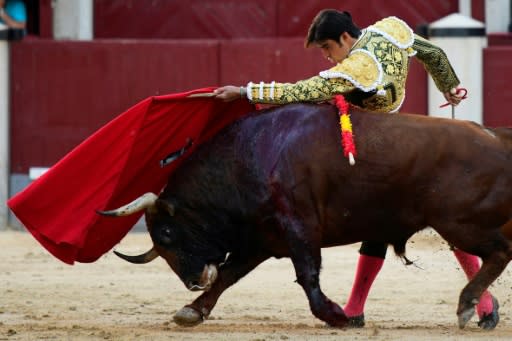 Spanish matador Miguel Angel Perera performs a pass on a bull at the Las Ventas arena