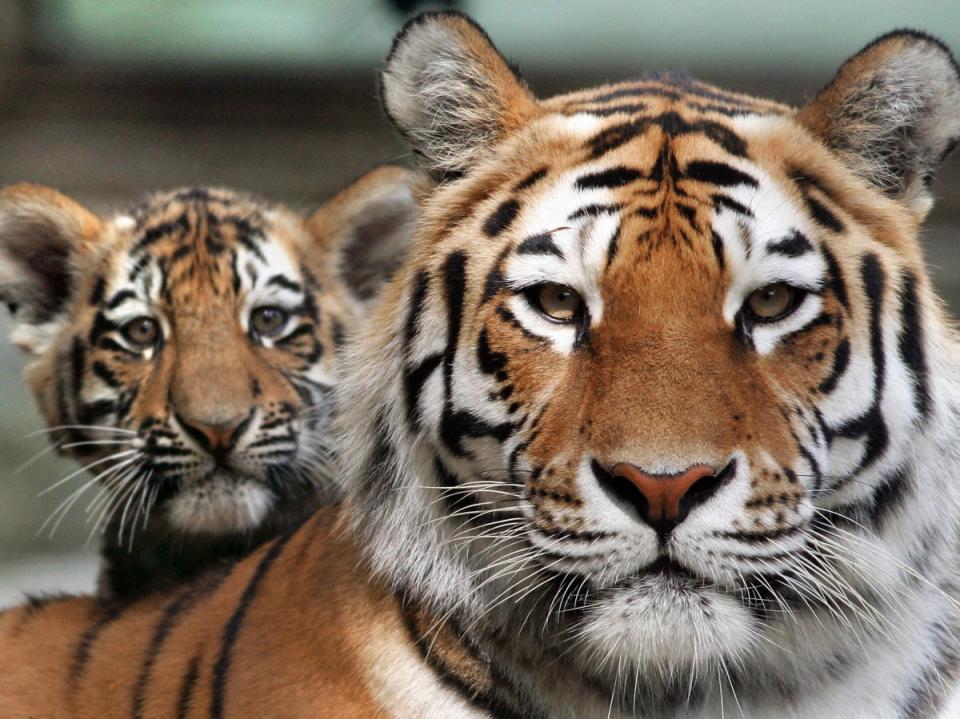 Siberian tigers are the largest species of tiger in the world (AFP via Getty Images)