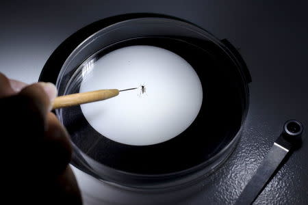 A public health technician inspects an Aedes aegyti mosquito in a research lab to help prevent the spread of Zika virus and other mosquito-borne diseases at the entomology department of the Ministry of Public Health, in Guatemala City, January 26, 2016. REUTERS/Josue Decavele