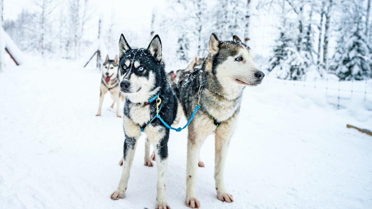  Huskies standing with sled. 