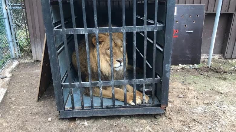 The Cherry Brook Zoo is still being promoted to European tourists as a place to visit in Saint John although it closed in 2020. Animals like Aslan the African lion were transferred mostly out of province to other facilities.