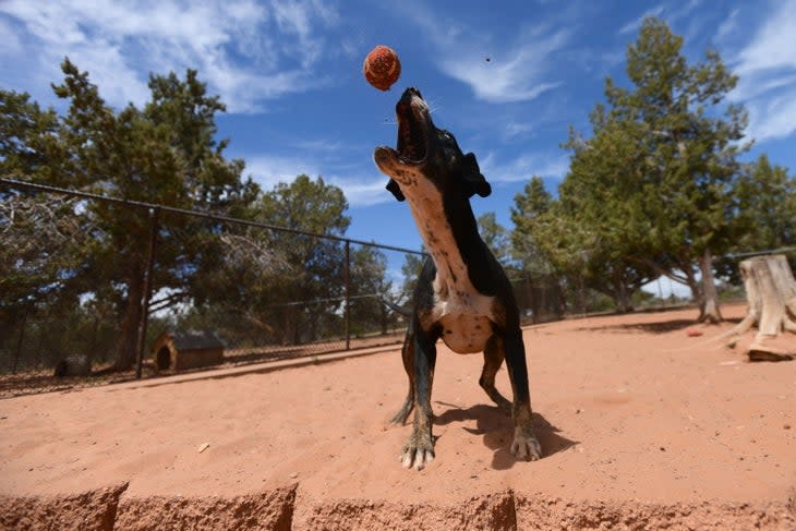 Best Friends Animal Sanctuary near Kanab, Utah