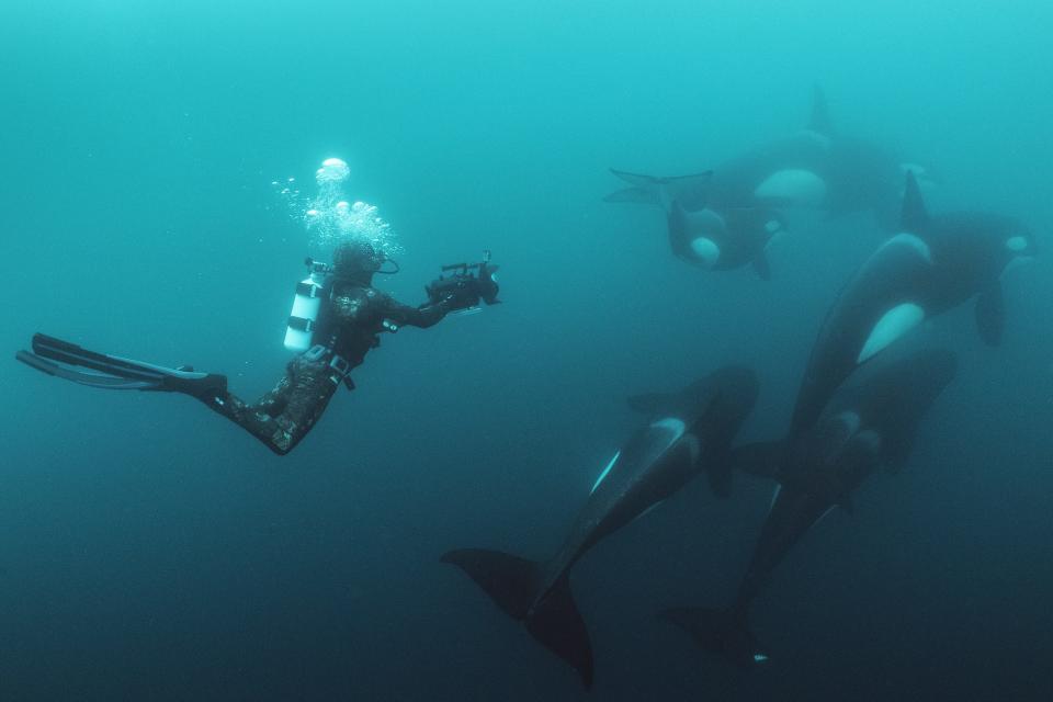 Documenting orca hunting rays in the waters off of the North Island in New Zealand,
