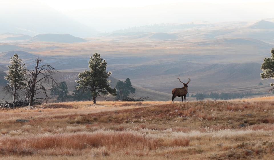 An elk looks out on the valley in autumn at Wind Cave National Park.