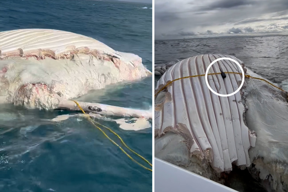 Two images taken at sea off the Queensland coast, showing a tracking device being fitted to the whale.