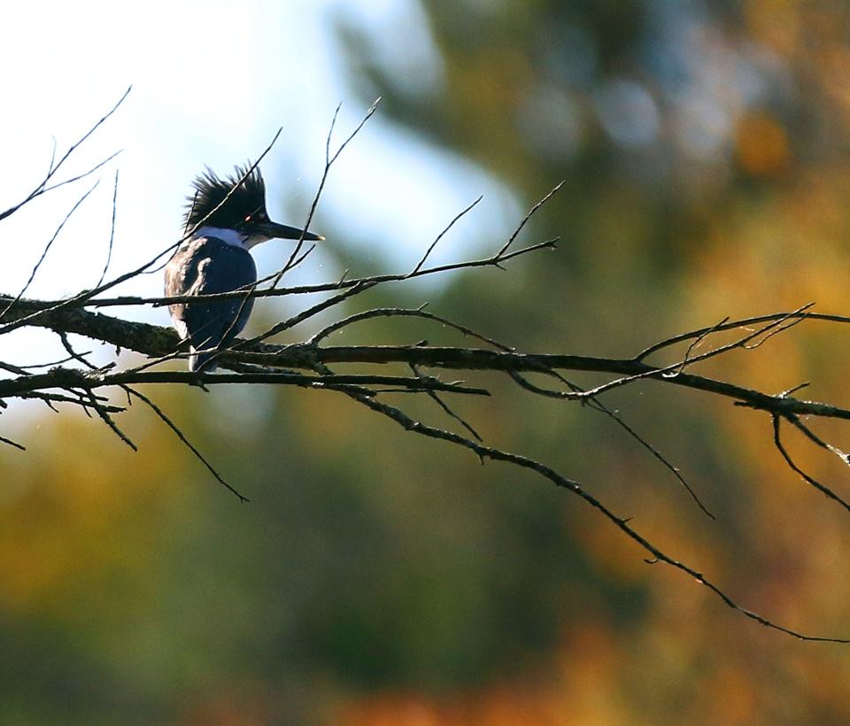 A belted kingfisher alights on a branch at Fisherville Brook Wildlife Refuge in Exeter.