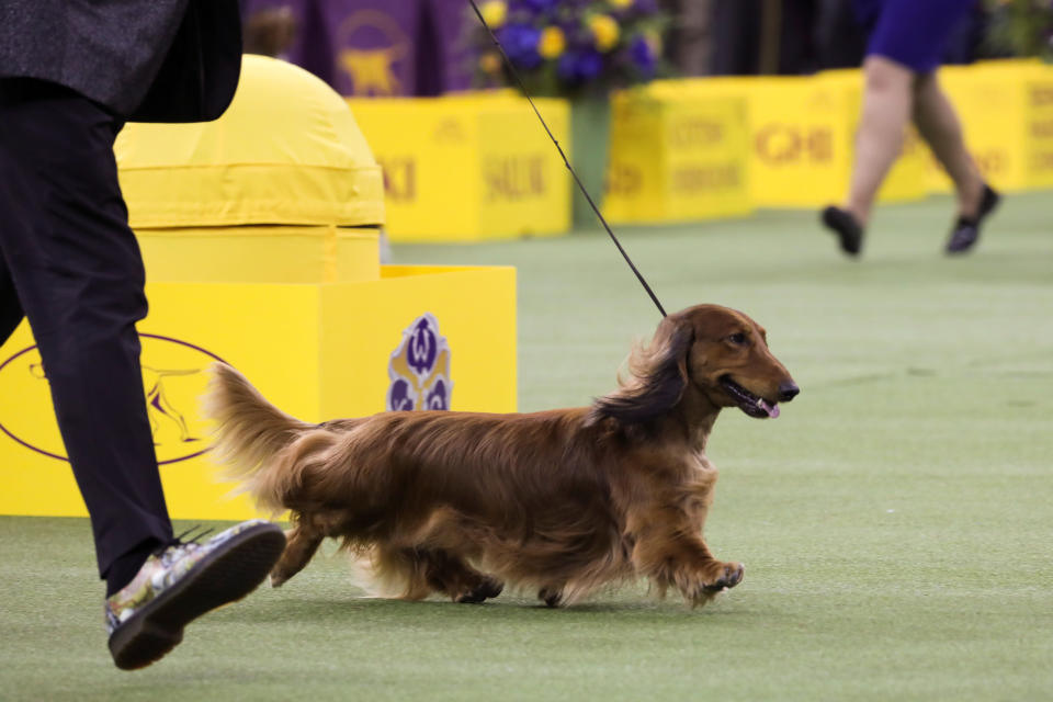 "Walmar-Solo's OMG," a long-haired dachshund, won first in the hound group at the 143rd Westminster Kennel Club Dog Show, Feb. 11, 2019. (Photo: Caitlin Ochs/Reuters)