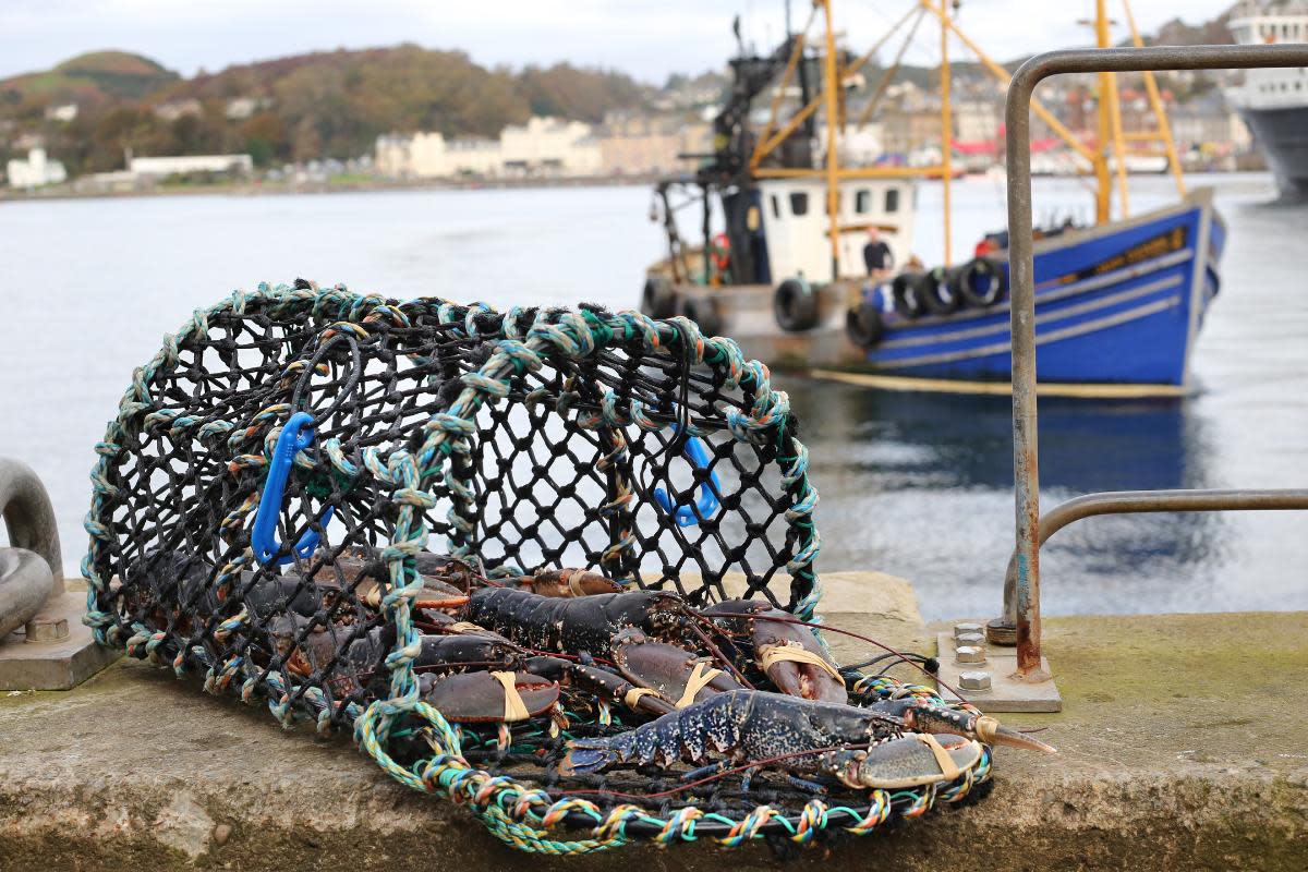 Shellfish caught using a creel are not damaged and neither is the seabed, MacNeil Shellfish say <i>(Image: MacNeil Shellfish)</i>