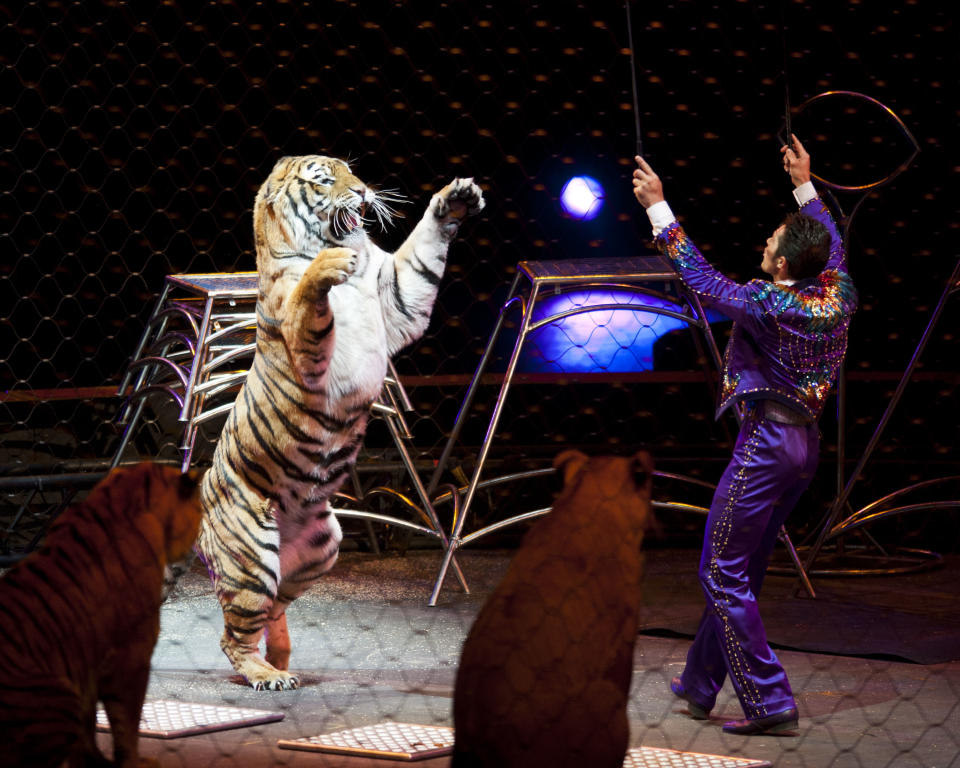 This January 2012 photo provided by Feld Entertainment, producers of Ringling Bros. and Barnum & Bailey, shows big cat trainer Alexander Lacey presenting tigers during Ringling Bros. "Dragons" show launched in Tampa, Fla. The circus' big cats "have an opportunity to eat, sleep and reproduce in an environment that is stimulating for them," said Lacey, one of a number of Ringling performers who come from multi-generational circus backgrounds. The key, he said, is to make sure that the lions and tigers' days are interesting for the time they are awake; they typically sleep 18 to 20 hours a day. (AP Photo/Feld Entertainment, Heinz Kluetmeier)