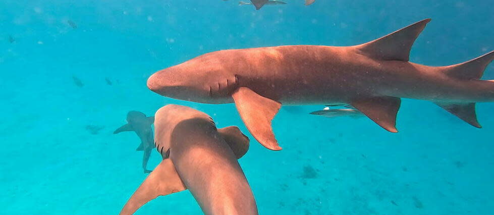 Un requin à l'origine de l'attaque d'un Russe.   - Credit:© Vanessa Dougnac