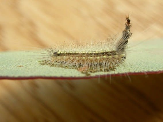 Caterpillar