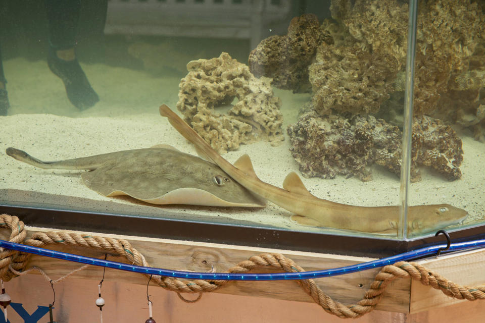 Charlotte, a round stingray. (Aquarium and Shark Lab by Team ECCO / AP)