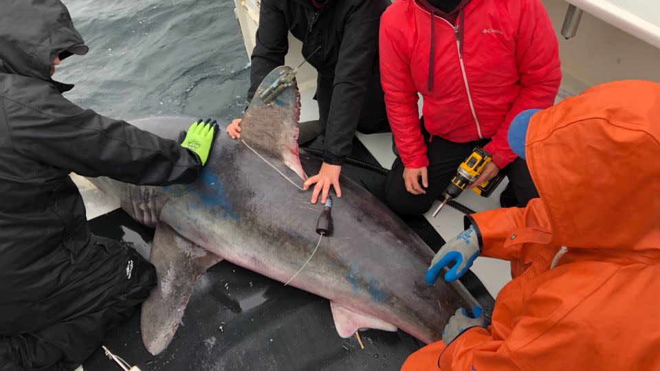 Researchers tagged multiple porbeagle sharks in 2020 and 2022. - Courtesy of James Sulikowski