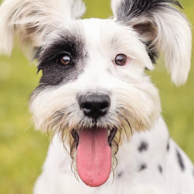 Turn your pooch into a snow bunny