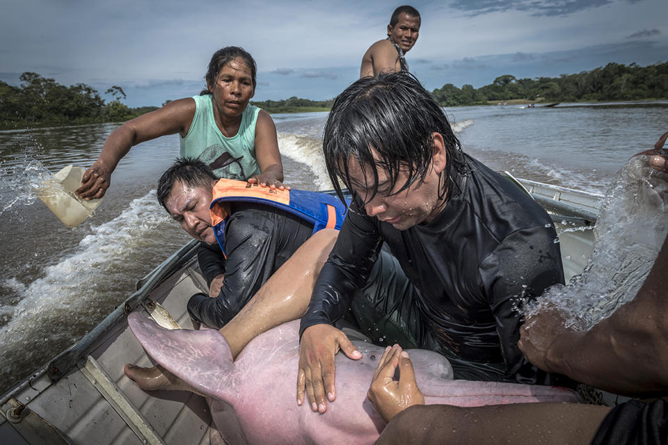 A team of biologists help an Amazon river dolphin in Colombia.  (Jaime Rojo / Wildlife Photographer of the Year)
