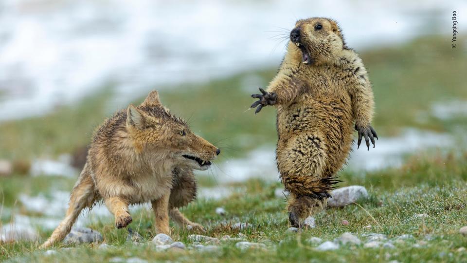 Yongqing Bao/Wildlife Photographer of the Year