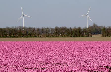 A tulips field is seen near the city of Creil, Netherlands April 19, 2019. REUTERS/Yves Herman