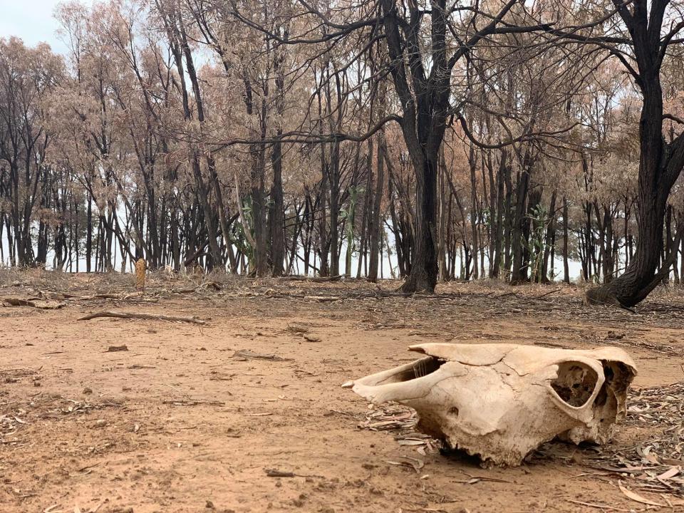 Skull bone on drought stricken property in Southwest Queensland.