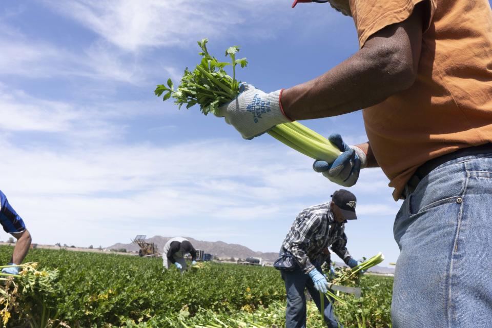 Migrant farmworkers pick celery in Yuma. The area provides 90% of the nation's leafy green vegetables in winter.