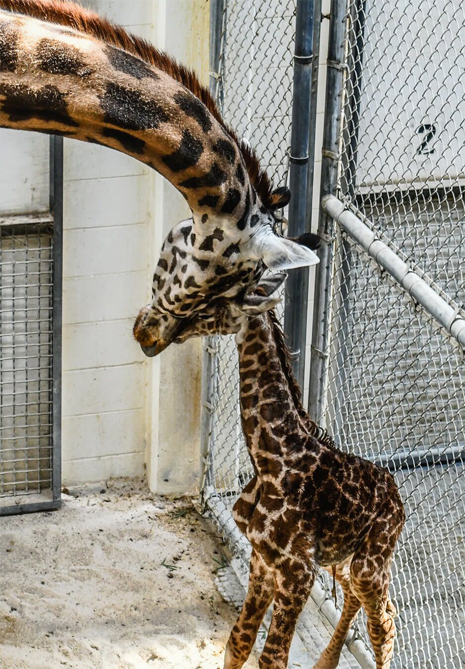 Giraffe at Virgina Zoo Gives Birth in Front of Guests