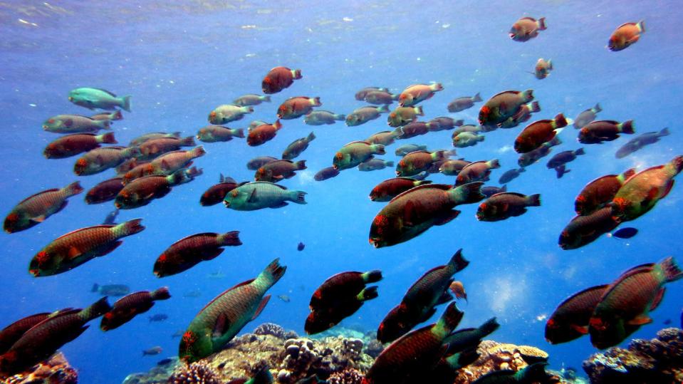 School of slopehead parrotfish. NOAA, Kevin Lino