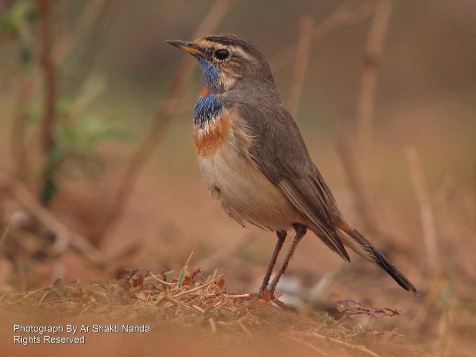 When viewed from the back, the <strong>Bluethroat</strong> (<em>Luscinia svecica</em>) looks drab and brown. When it turns to face you, it flashes its stunning bib of blue and orange. It breeds in northern Asia, Europe and Alaska and winters in the Indian subcontinent.