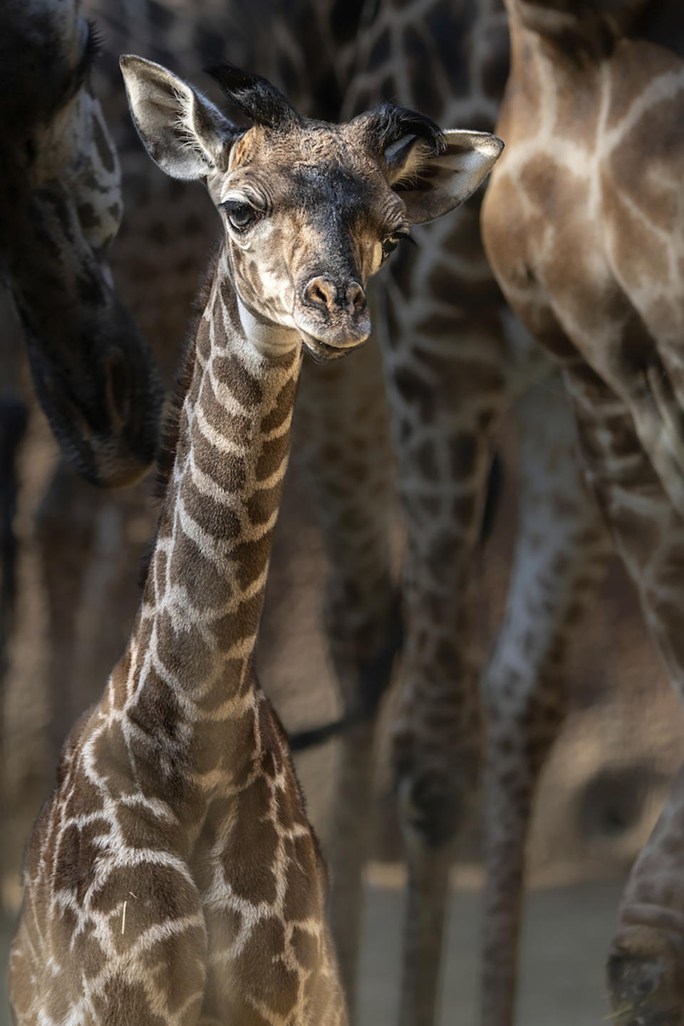 In this Oct. 16, 2019 photo provided by The Los Angeles Zoo, a baby giraffe mingles with the rest of the herd in her enclosure at the zoo. The zoo announced this week that a the female Masai giraffe was born on Oct. 5, the fifth baby for the mother, Hasina and the sixth for the father, Phillip. (Jamie Pham/The Los Angeles Zoo via AP)