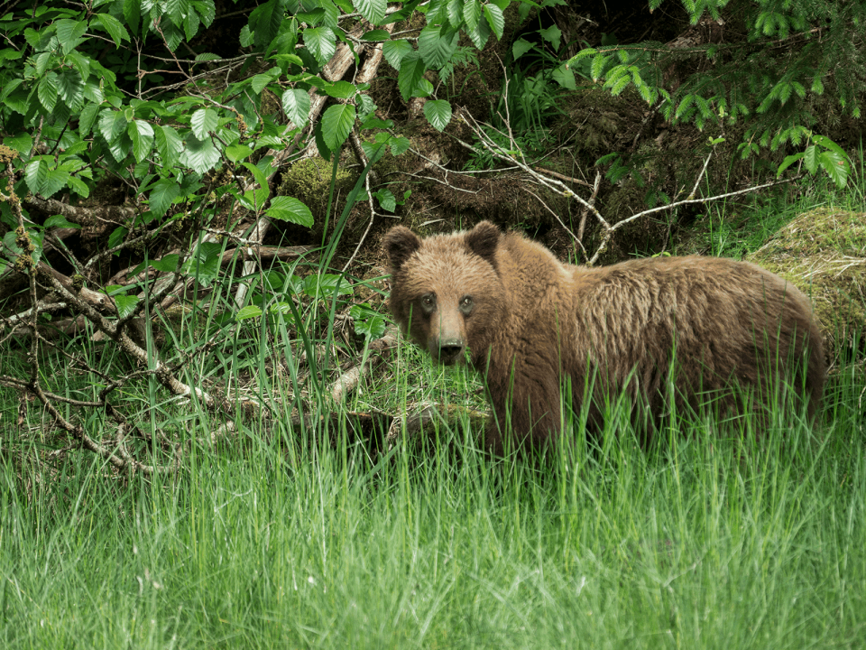 "The Secret Life of Bears" comes to Des Moines.