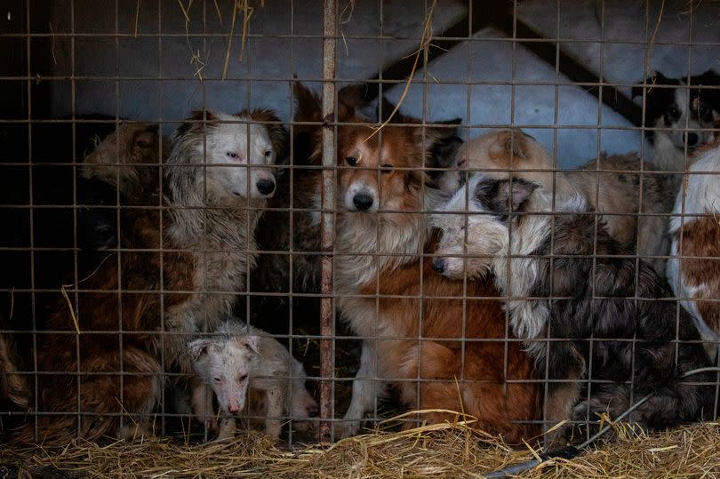 Dogs kept in pitiful conditions by Diana Curtis