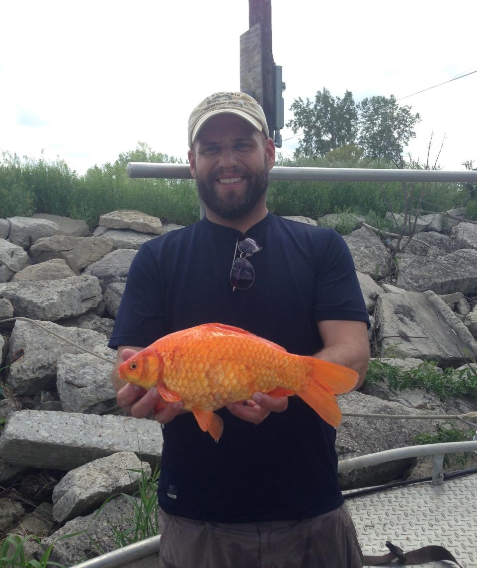 Tory Gabriel, extension program leader and fisheries educator for Ohio Sea Grant and Stone Laboratory, is pictured with a giant goldfish found in Ward’s Canal near Metzger Marsh Wildlife Area in Lucas County.