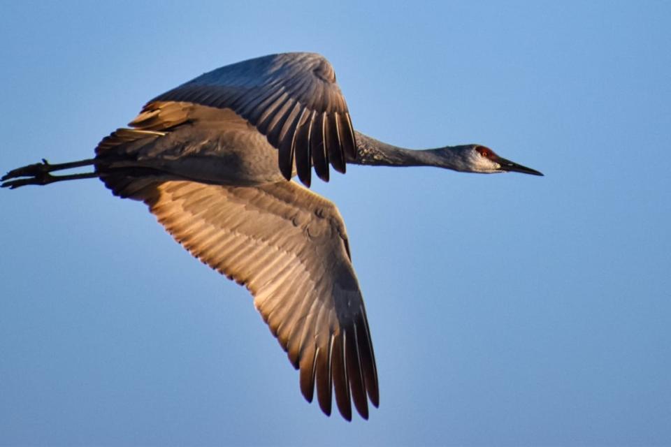 <div class="inline-image__caption"><p>Sandhill crane in flight in Kearney, Grand Island, Nebraska.</p></div> <div class="inline-image__credit">Brandon Withrow</div>