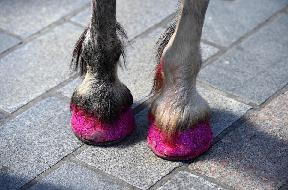 <p>A horse dressed as a unicorn with glitter hooves takes part in the Belfast Gay Pride parade on Aug. 5, 2017 in Belfast, Northern Ireland. (Photo: Charles McQuillan/Getty Images) </p>