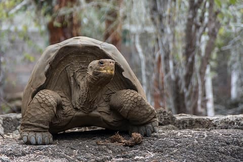 Spend Christmas with new friends in the Galapagos - Credit: AFP/HO