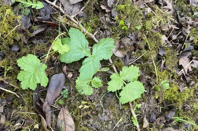 Giant hogweed plants