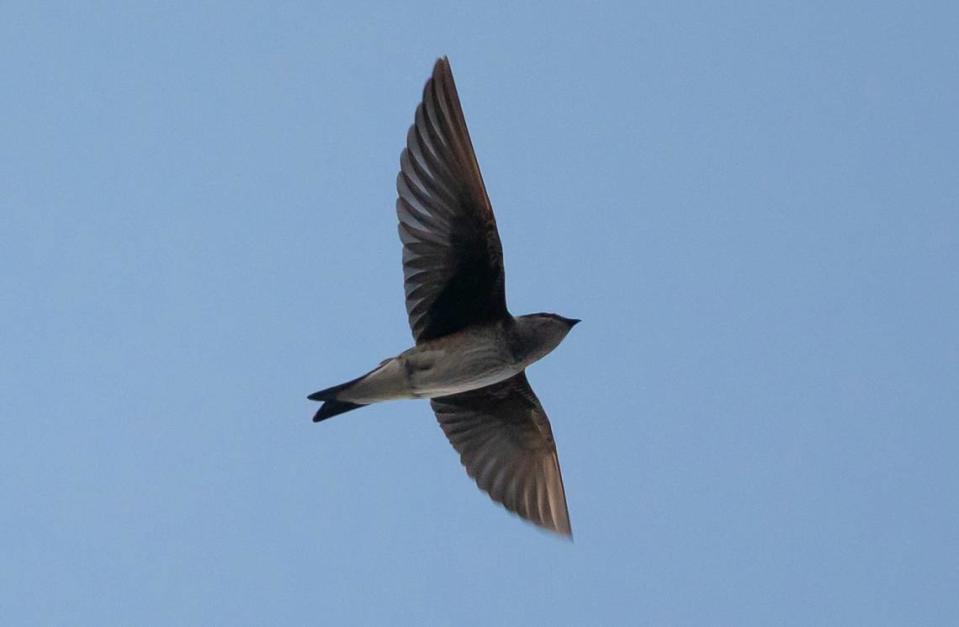 Purple Martins depend on humans building them houses to survive, and their numbers have dwindled.