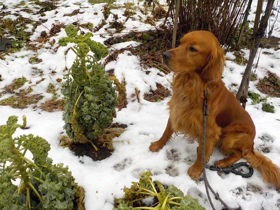 Henry's dogs have always appeared in the column. Here is Rowan, who appeared with kale in his first December.