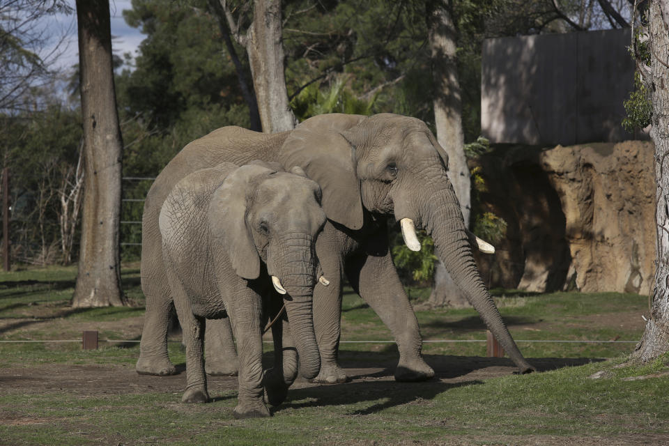 Mabhulane (Mabu), right, walks with his female companion in their open roaming area of the Fresno Chaffee Zoo in Fresno, Calif., Jan. 19, 2023. A community in the heart of California's farm belt has been drawn into a growing global debate over whether elephants should be in zoos. In recent years, some larger zoos have phased out elephant exhibits, but the Fresno Chaffee Zoo has gone in another direction, updating its Africa exhibit and collaborating with the Association of Zoos and Aquariums on breeding. (AP Photo/Gary Kazanjian)